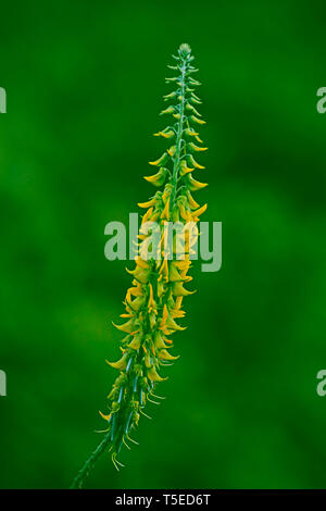 crotalaria juncea, visakhapatnam, andhra pradesh, India, Asia Stock Photo