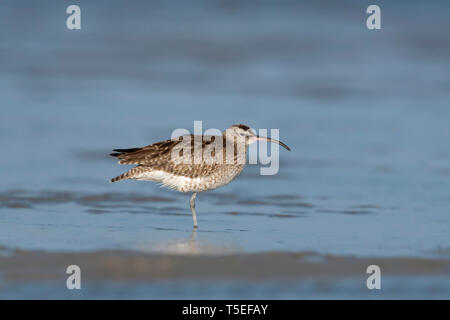 Whimbrel, Numenius phaeopus, Jamnagar, Gujarat, India. Stock Photo