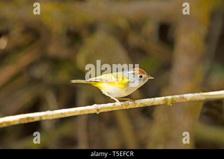 Chestnut-crowned warbler, Phylloscopus castaniceps, Eastern Himalaya, Lava, India. Stock Photo