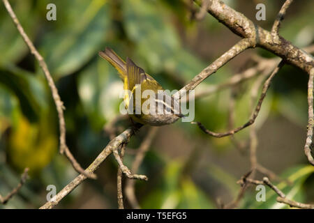 Ashy-throated warbler, Phylloscopus maculipennis, Singalila National Park, Darjeeling, West Bengal, India. Stock Photo