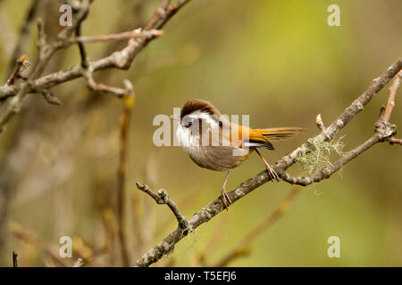 White-browed fulvetta, Fulvetta vinipectus, Singalila National Park, Darjeeling, West Bengal, India. Stock Photo