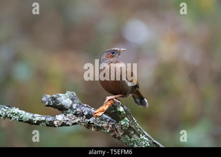 Striated laughing thrush, Grammatoptila striatus, Sattal, Uttarakhand, India. Stock Photo