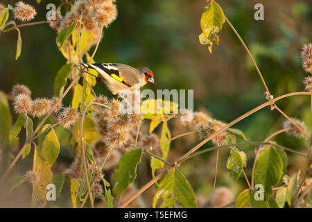 Eurasian goldfinch, Carduelis carduelis, Sattal, Uttarakhand, India. Stock Photo