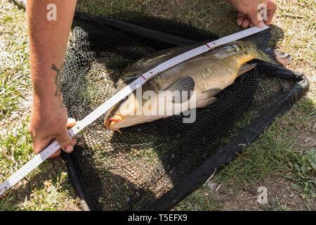 Measurement caught fish - carp on grass. Carp in the net. Stock Photo