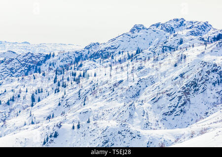 Snow Forest in Winter. The snow-covered Gongnaisi forest in winter Stock Photo