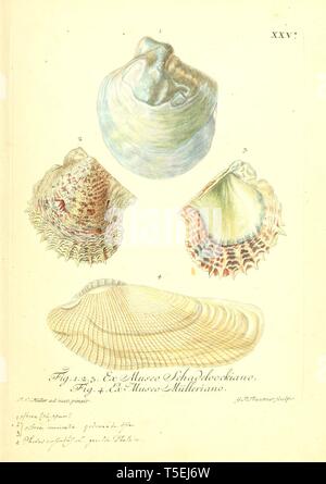 Beautiful vintage hand drawn illustrations of exotic coral reef shells from old book. Can be used as poster or decorative element for interior design. Stock Photo