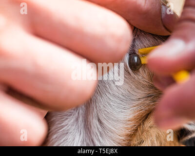 Owner taking care of the dog of chihuahua breed and remove tick who mite bit into the skin. Mite sucks blood in dogs. Removing mite from dog's body Stock Photo