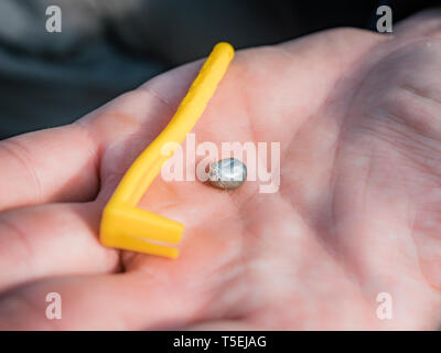 The tick engorged with blood moves and tick removal tool on the man hand close up, swollen tick stirs in the palm of a man removed from the dog Stock Photo