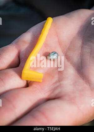 The tick engorged with blood moves and tick removal tool on the man hand close up, swollen tick stirs in the palm of a man removed from the dog Stock Photo