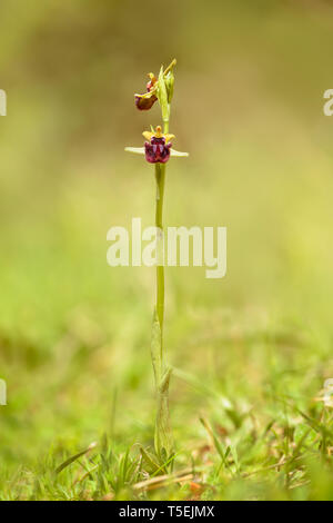 Ophrys sphegodes - spider orchid is a species of sexually-deceptive orchid native to Europe and the Middle East. It is a very varied species with many Stock Photo