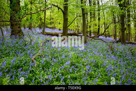 Spring bluebells at Dumbleton Wood, Gloucestershire, England Stock Photo