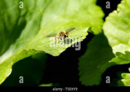 Colour wildlife photograph of The Footballer (Helophilus pendulus) hoverfly face-on perched on green Marsh Marigold leaf. Poole, Dorset, UK. Stock Photo