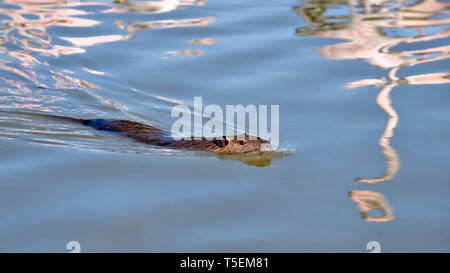 Coypu (Myocastor coypus) swimming in the marshes of Camargue in France with reflections from flamingos Stock Photo