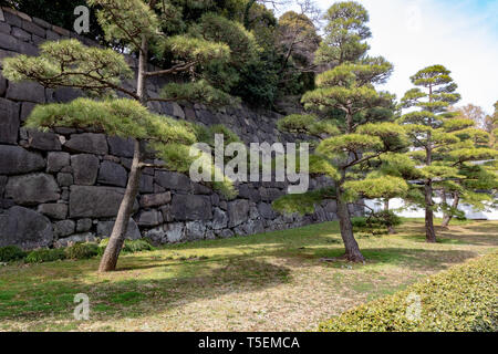 When you decide to visit the Imperial Palace in Tokyo be ready to see only the outside gardens. There is no option to see inside the palace. Stock Photo