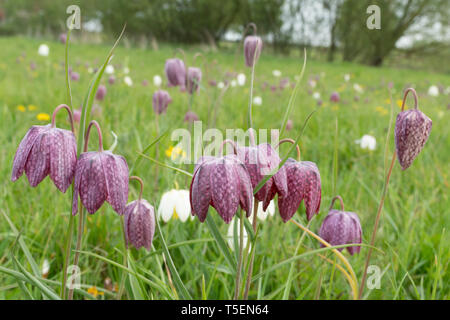 Snake's head fritillaries (snake's head fritillary - Fritillaria meleagris) flowering in a wildflower meadow during April, UK Stock Photo