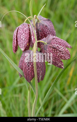 Snake's head fritillaries (snake's head fritillary -Fritillaria meleagris) flowering in a wildflower meadow during April, UK Stock Photo