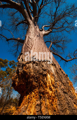 Baobab tree that have his trunk base noticeable carved by elephants, Moremi Game Reserve, Botswana Stock Photo