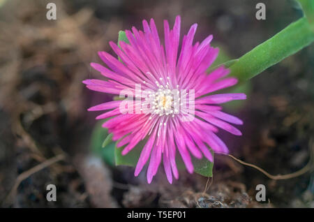 Heartleaf iceplant (Aptenia cordifolia) flowers. Also called baby sunrose, this succulent is native to southern Africa but in some regions of Europe,  Stock Photo