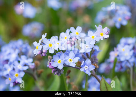 Myosotis sylvatica . Forget me not in an English garden. Stock Photo