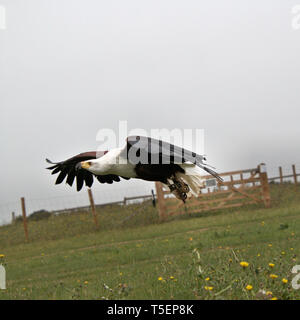 A picture of an African Sea Eagle in flight Stock Photo