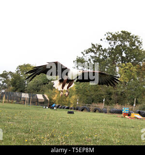 A picture of an African Sea Eagle in flight Stock Photo