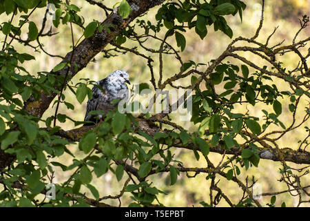 Pigeon perched in a tree and surrounded by leaves, UK Stock Photo