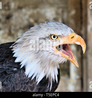 A close up of an American Bald Eagle Stock Photo