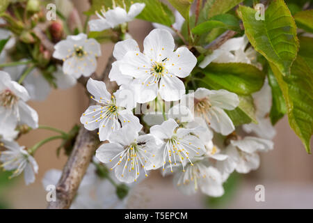 Prunus avium 'Stella'. Sweet Cherry blossom . Stock Photo