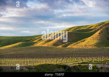 The setting sun illuminates a vineyard and green grassy hills in golden hues - spring in Paso Robles wine country Stock Photo