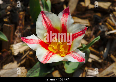 Tulip Pinocchio in a botanical garden Stock Photo