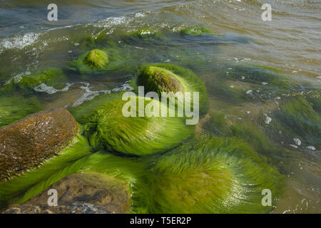 Green algae covered stones at a coast of Baltic Sea Stock Photo
