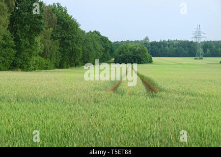 Tractor tracks in a green field of cereal plants against clear blue sky Stock Photo