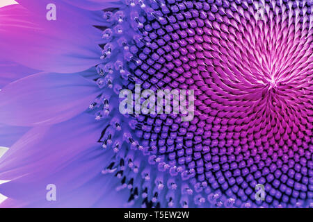 Macro picture of a sunflower, colors alterated. Colored background. Stock Photo
