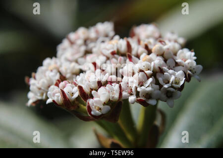 The lovely tiny white flowers of Viburnum davidii in extreme close up. A native plant of western China also known as David Viburnum. Stock Photo