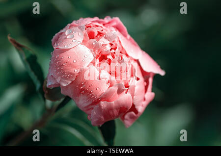 Blooming pink peonies in the summer garden. Close-up. Coral color Stock Photo