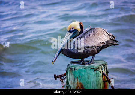 An adult brown pelican is pictured in breeding plumage, April 19, 2019, in Dauphin Island, Alabama.