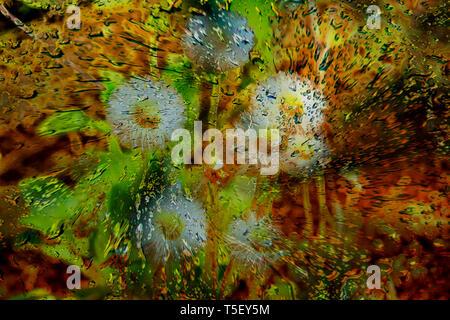 Concept abstract : Dandelions / Pusteblume Stock Photo