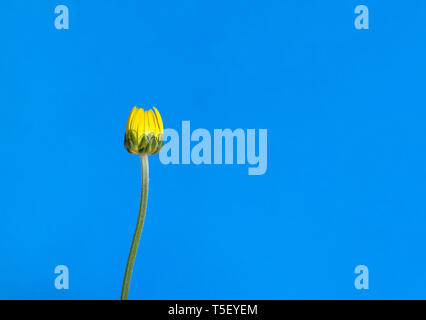 Closed yellow chrysanthemum flower against a blue background, with copy space. Stock Photo
