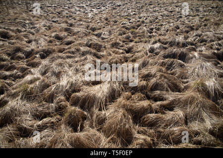 Dry grass in the meadow, fire hazard, drought threatens to fire, drought in fields, grass burning, meadows and swamps Stock Photo