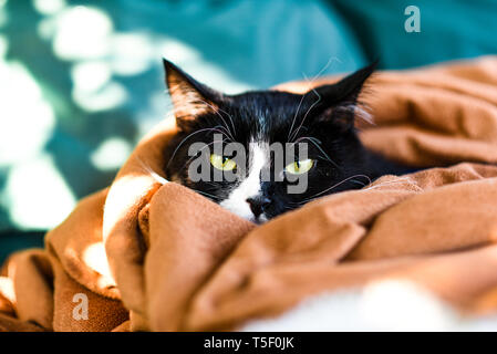 A domestic cat resting in a blanket. Stock Photo