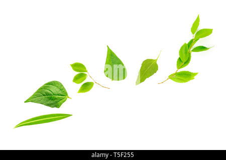 An overhead photo of a variety of green leaves, a flat lay composition with a place for text on a white background Stock Photo