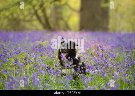 Collie in bluebell woods Stock Photo