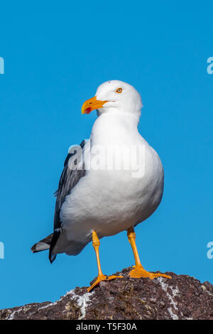 Adult Yellow-footed Gull (Larus livens) perched on a rock in Baja California, Mexico. Stock Photo