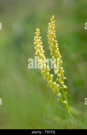 Wild orchid, Man orchid, Orchis anthropophora, Aceras anthropophorum, Andalusia, Southern Spain. Stock Photo
