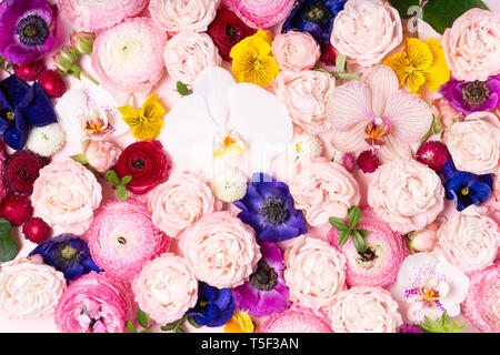Pastel pink ranunculus flowers bouquet on pink background. Minimal ...