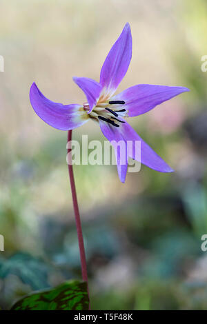 Dogtooth violet (Erythronium dens-canis), lily family (Liliaceae), Switzerlandspring,springtime,pink,flower head,petals, Stock Photo