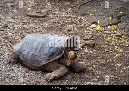 Galapagos giant tortoise (Geochelone nigra hoodensis) with a pronounced saddleback carapace, anta Cruz Island, Galapagos Islands, Ecuador Stock Photo