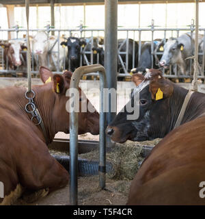 horned meat cows lie down inside dutch farm in the netherlands Stock Photo