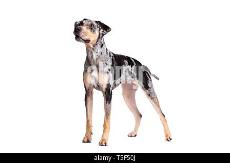 Louisiana Catahoula Leopard dog standing in front of a white background Stock Photo