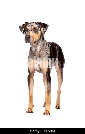 Louisiana Catahoula Leopard dog standing in front of a white background Stock Photo